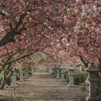 神社側から見た桜の参道の写真