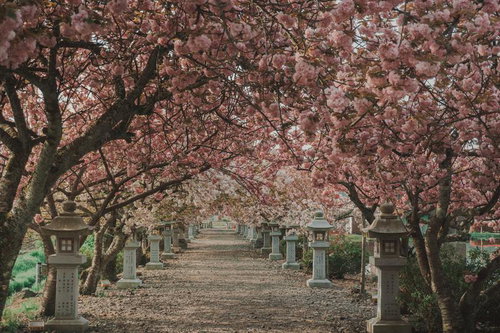 神社側から見た桜の参道