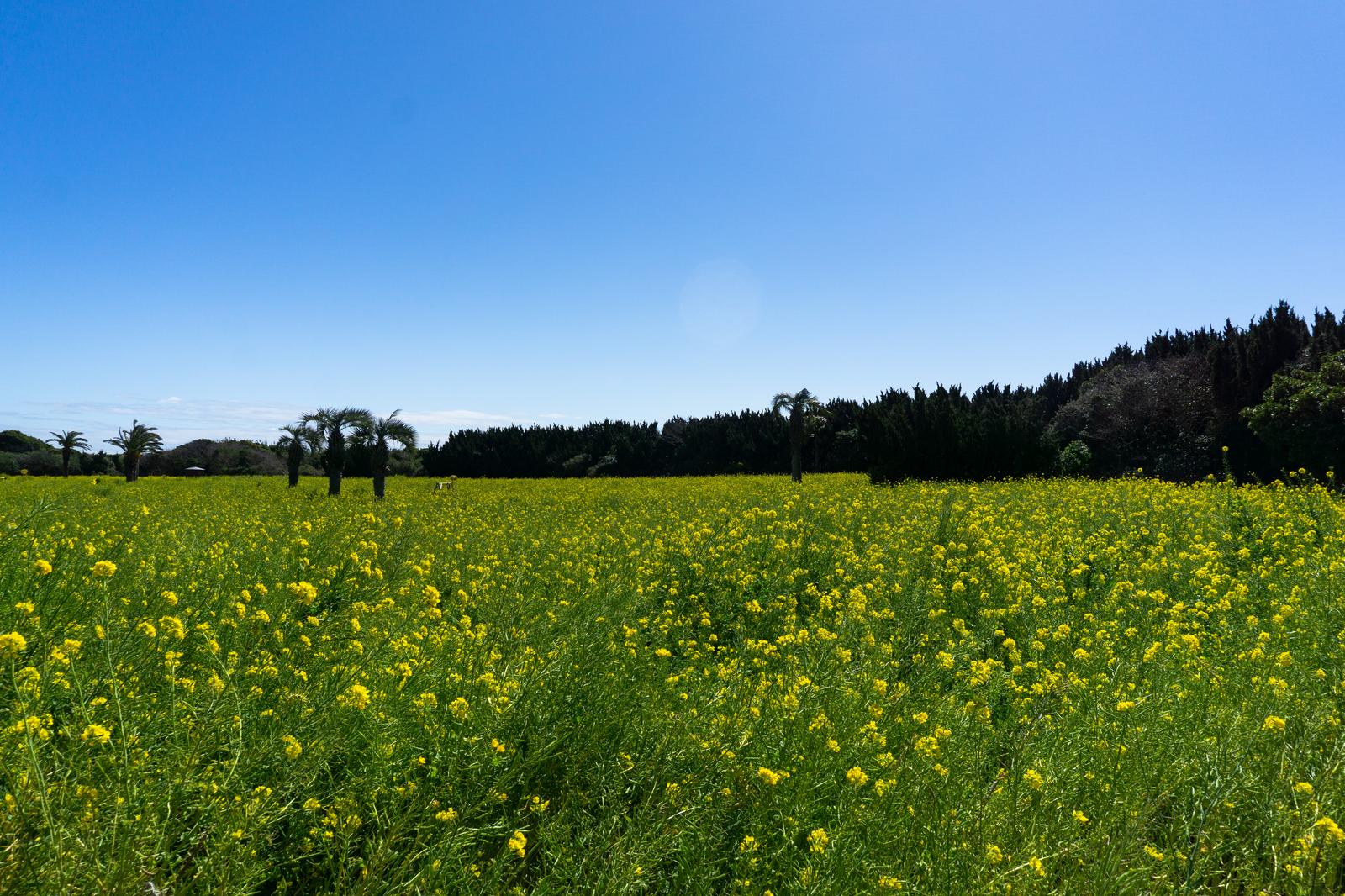 青空の下に広がる満開の菜の花畑