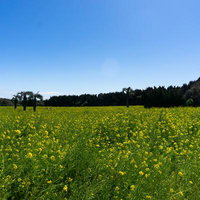 青空に包まれた黄色の絨毯の写真
