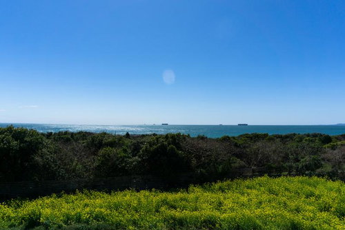 伊良湖の菜の花畑展望台から見る春の太陽に輝く太平洋