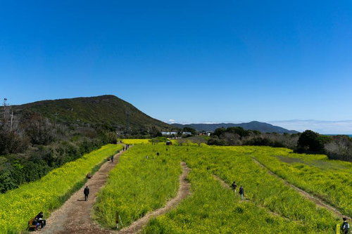 春風に誘われて菜の花畑を歩く人々