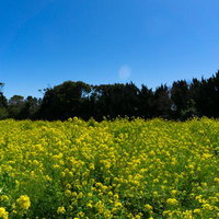 黄色い菜の花の波の写真