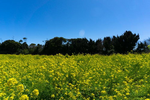 黄色い菜の花の波