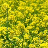 菜の花の絨毯に包まれる春の午後の写真