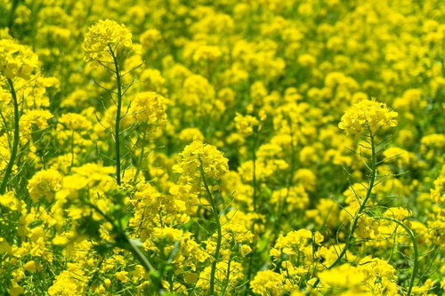 菜の花の絨毯に包まれる春の午後