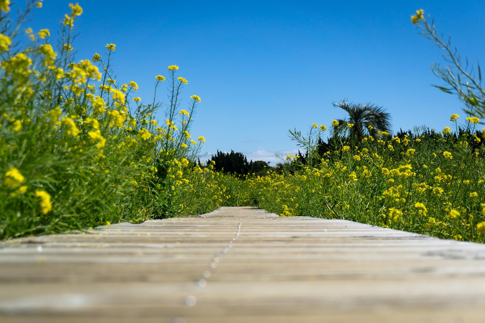 菜の花が咲き並ぶ木道と青空