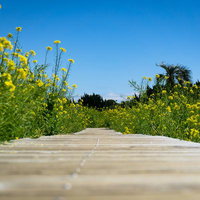両脇に咲く菜の花と木道が描く春の風景の写真