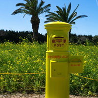 そっと咲く菜の花に宿る春の静けさの写真