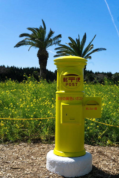 そっと咲く菜の花に宿る春の静けさ