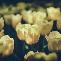 ノイズがかかった並んだ黄色いチューリップの群生の写真