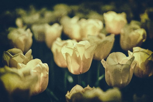 ノイズがかかった並んだ黄色いチューリップの群生