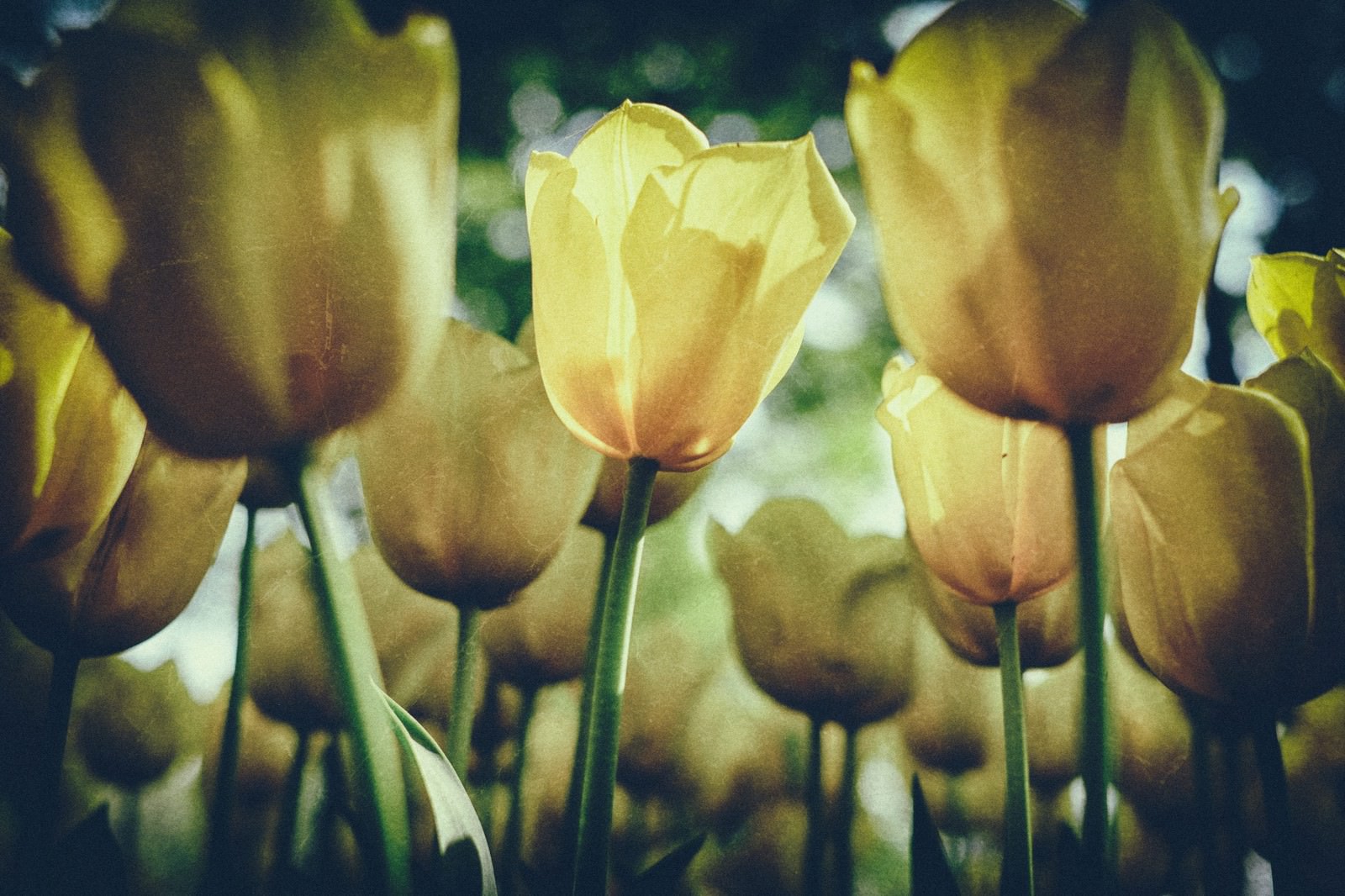 黄色いチューリップにノイズが入った写真。複数の花が並んでいる