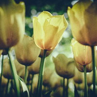 ノイズが入ったチューリップの花の庭園風景の写真