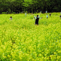 満開の菜の花畑で両手を上げて楽しむ人たちの写真