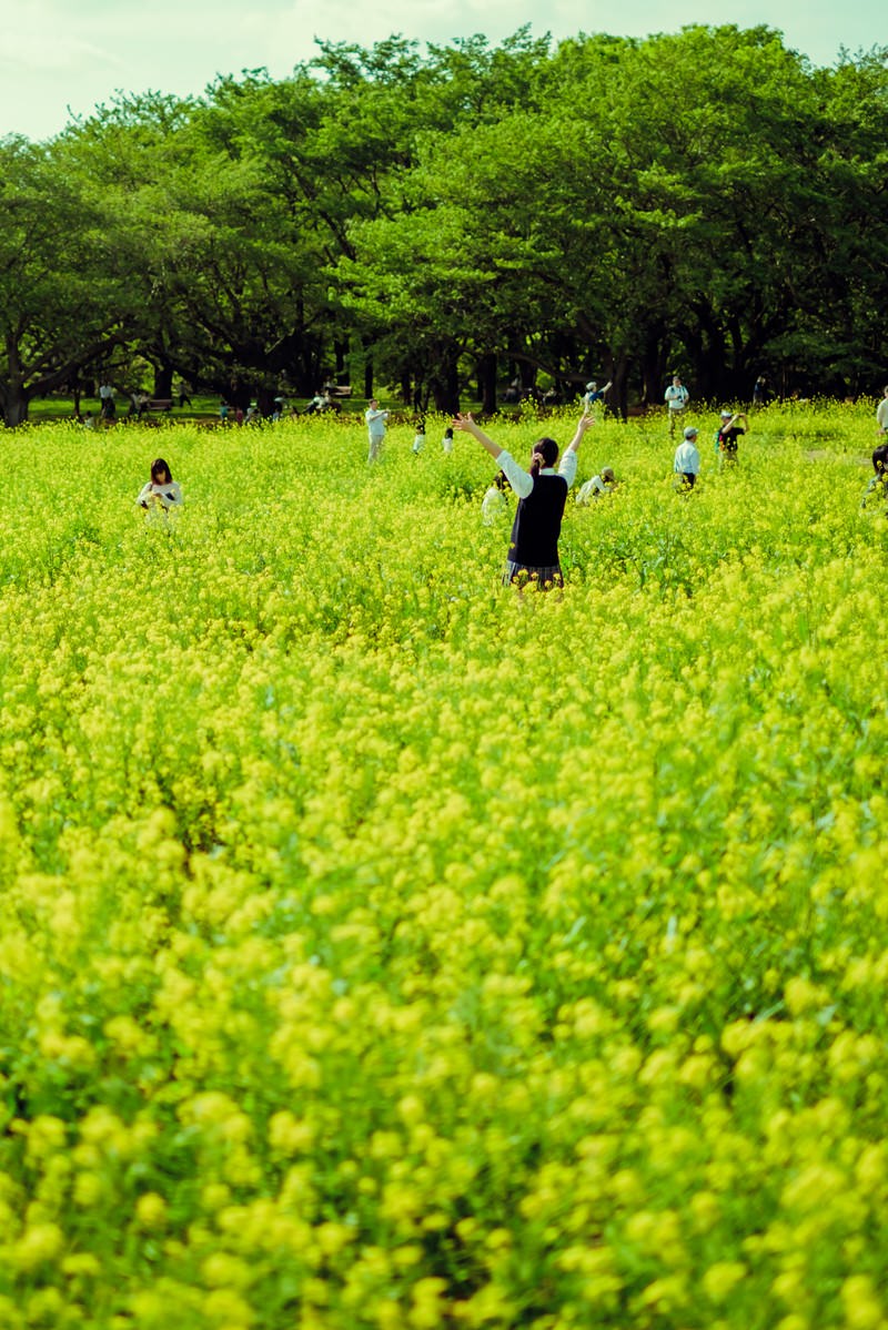 満開の菜の花畑で両手を上げる女性と周囲の人々