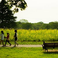 黄色い菜の花が咲く公園を走る子どもたちと春の風景の写真