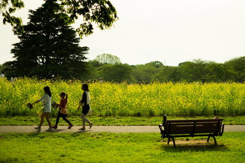 黄色い菜の花が咲く公園を走る子どもたちと春の風景
