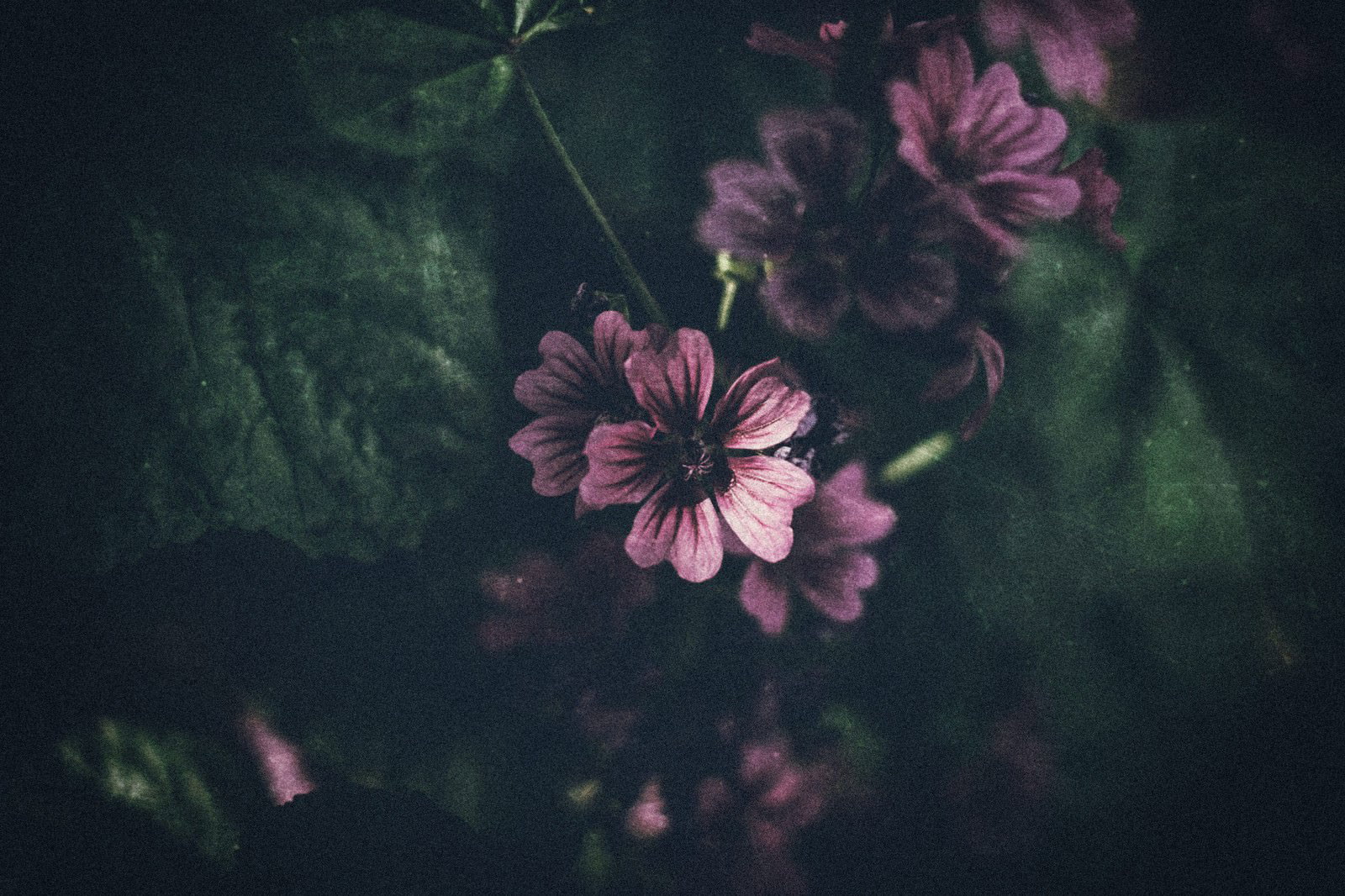 薄暗い背景でピンク色の小さな花が咲いている写真