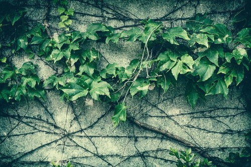 風化したコンクリート壁をつたう蔦の古い壁のテクスチャー