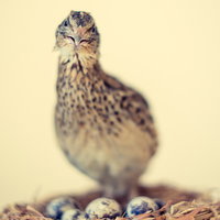 産卵後に巣から上がるうずら、薄青色の卵とともにの写真