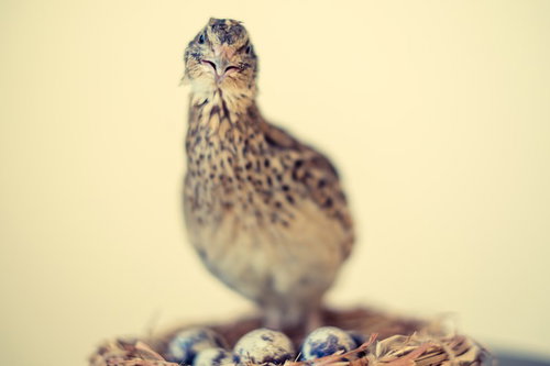 産卵後に巣から上がるうずら、薄青色の卵とともに