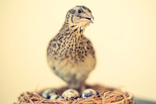 卵を守るうずらの親の愛情あふれる姿