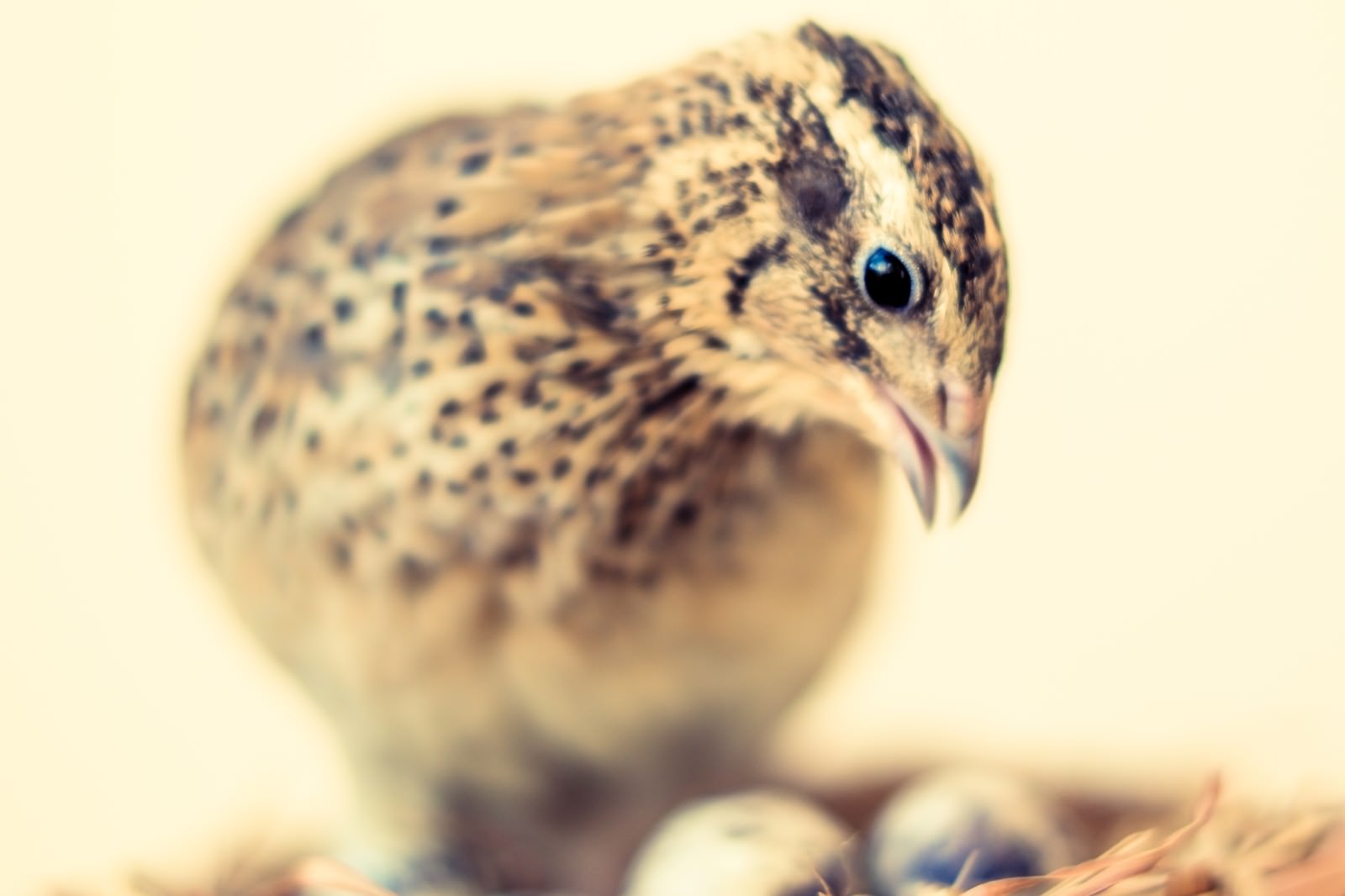 巣の中で卵を温めるうずらの親鳥
