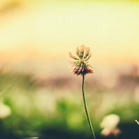 夕焼けと野に咲く花、夕暮れの草地に咲くピンク色の花の写真