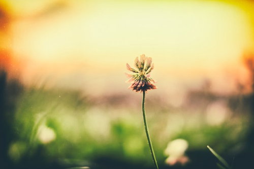 夕焼けと野に咲く花、夕暮れの草地に咲くピンク色の花