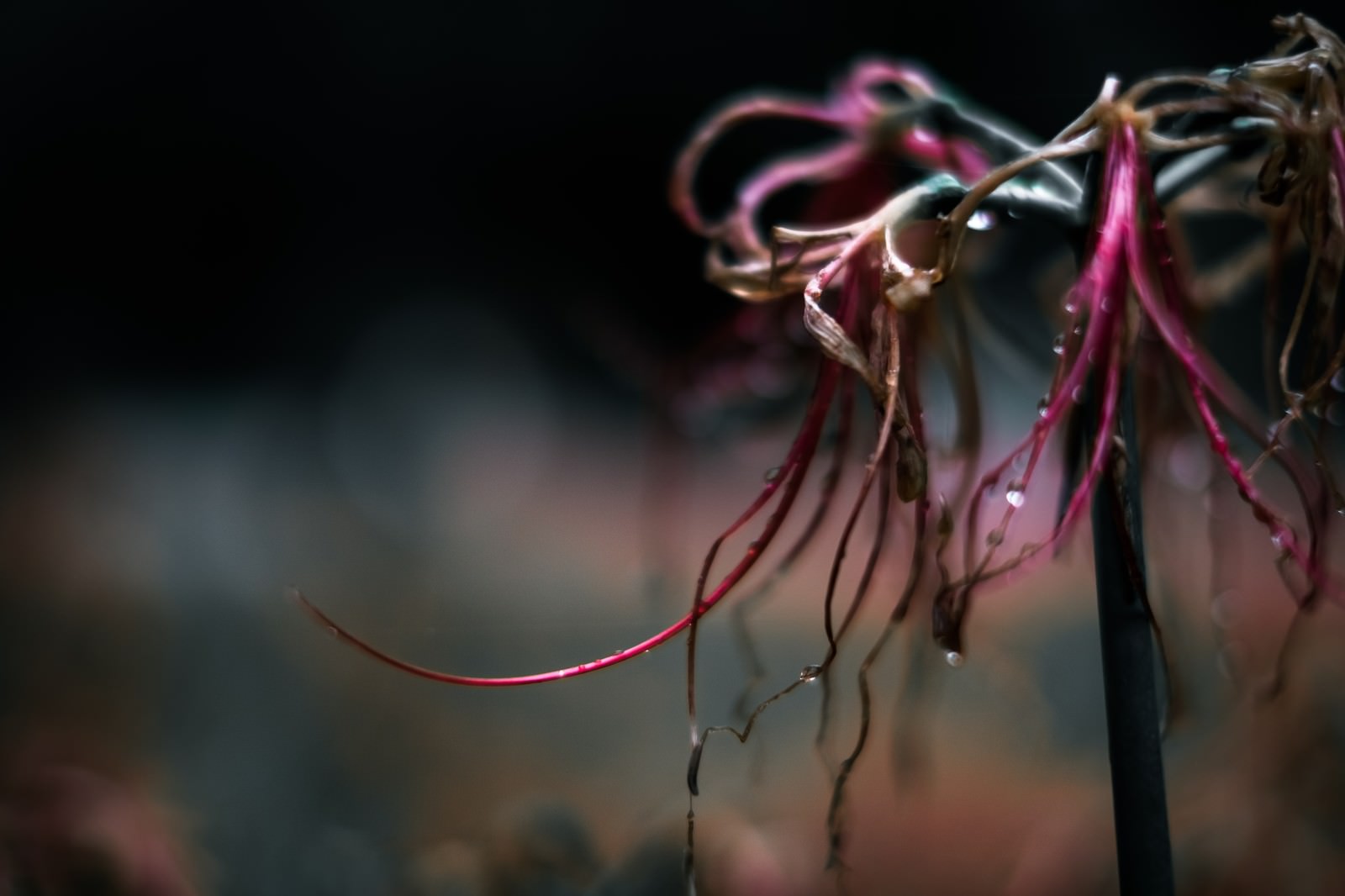 枯れた彼岸花の花房が垂れ下がり、露が付着している様子