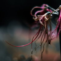 役目を終えた彼岸花の枯れた花房。秋の季節、褐色に変わった花弁と露の写真