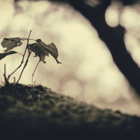 土の上に立つ枯れた植物の茎と枯れ葉、苔が生えた地面の写真