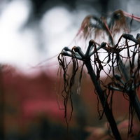 枯れて散りゆく彼岸花の朽ちた姿と暗い秋の情景の写真