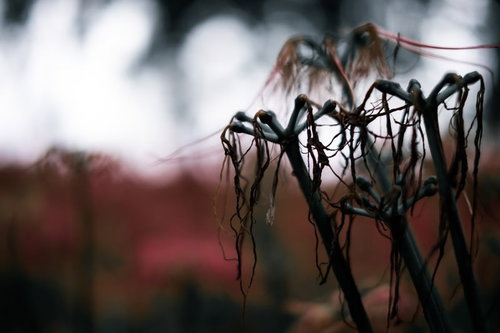 枯れて散りゆく彼岸花の朽ちた姿と暗い秋の情景
