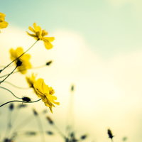 黄色いコスモスと褪せた青空の秋の花畑風景の写真