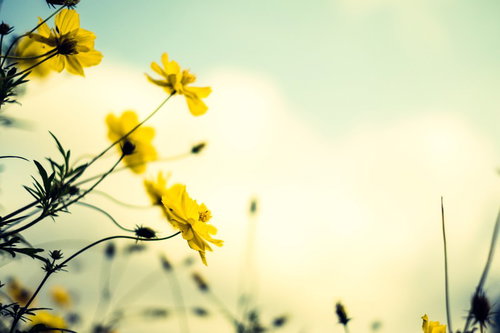 黄色いコスモスと褪せた青空の秋の花畑風景