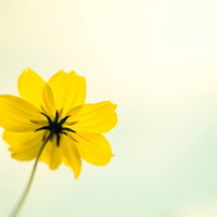 黄色いコスモスの秋桜、キバナコスモスの一輪の花をアップで撮影の写真