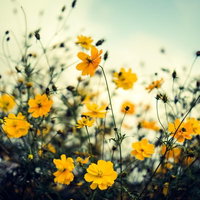 秋を感じる黄色いコスモスの花畑、満開の花々と蕾の写真