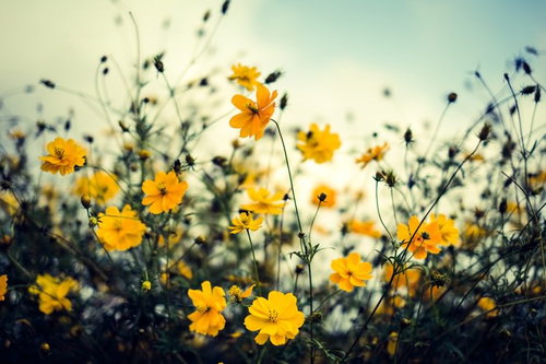 秋を感じる黄色いコスモスの花畑、満開の花々と蕾