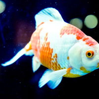 白と朱色の華麗な金魚、琉金の優雅な泳ぎ姿の写真