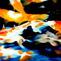 絢爛華麗な金魚たち～水中を優雅に泳ぐ観賞魚の素材集の写真