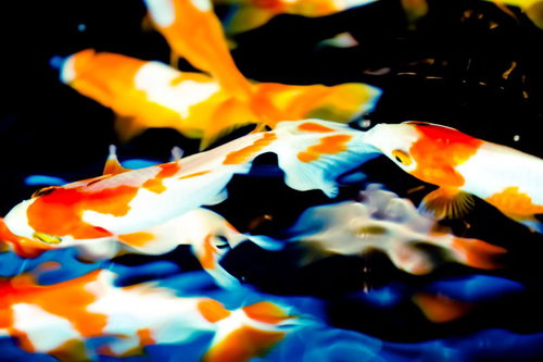 絢爛華麗な金魚たち～水中を優雅に泳ぐ観賞魚の素材集