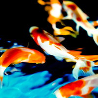 優雅に舞う金魚たちの群泳 - 朱色と白の観賞魚の写真