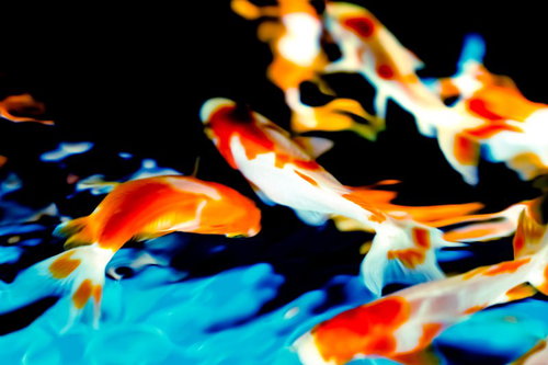 優雅に舞う金魚たちの群泳 - 朱色と白の観賞魚