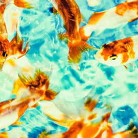 優悠たる金魚の群れが泳ぐ水槽の涼しげな風景の写真