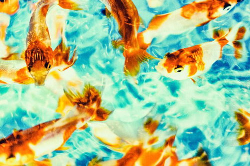 優悠たる金魚の群れが泳ぐ水槽の涼しげな風景