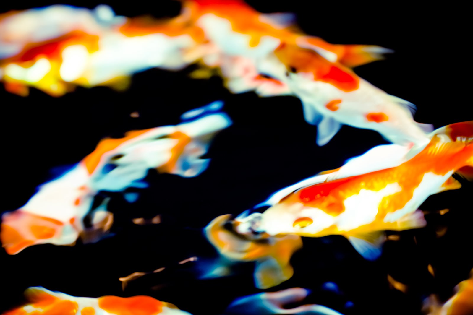 黒い背景の水槽を泳ぐ白とオレンジの金魚