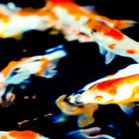 黒い背景に泳ぐ閑麗な金魚たち水槽の観賞魚の写真