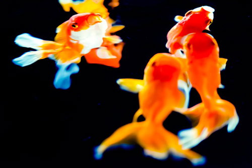 奥床しい金魚たちの泳ぐ姿と水中の世界